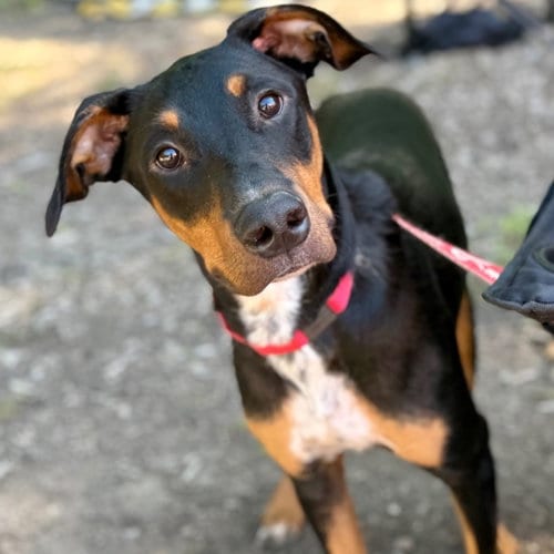 Photo of Fudge, adoptable Doberman Pinscher in Canton, Connecticut