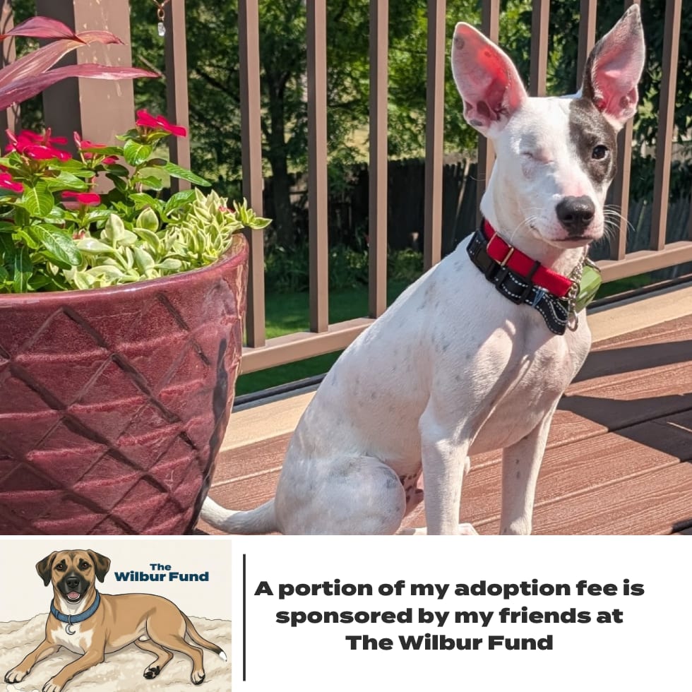 Photo of Peek D68952, adoptable Terrier, Rat / Mix in Minnesota, Minnesota
