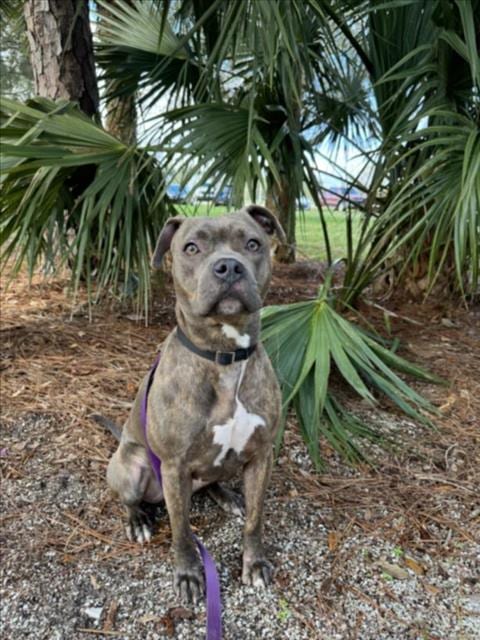 Photo of Magda, adoptable Pit Bull Terrier in Vero Beach, Florida