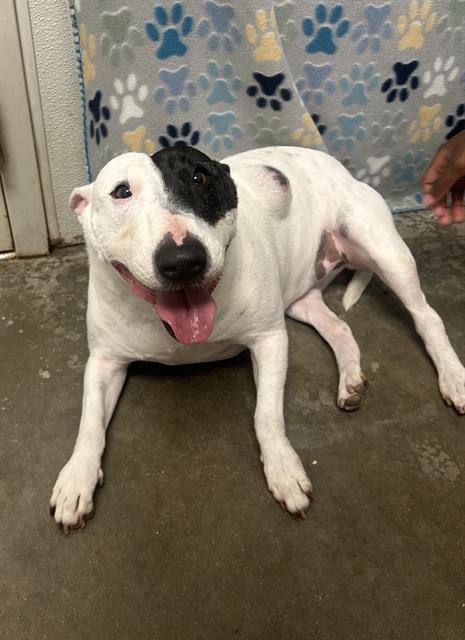 Photo of Princess, adoptable Bull Terrier in Rosenberg, Texas