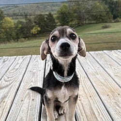 Photo of Twix / AC 28532, adoptable Terrier (Unknown Type, Small) in Greeneville, Tennessee