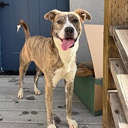 Photo of Gracie, adoptable Husky Pit Bull Terrier in Boulder, Colorado