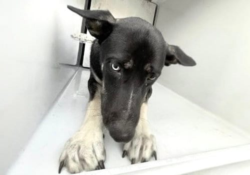 Photo of Atlas, adoptable Australian Kelpie in Houston, Texas