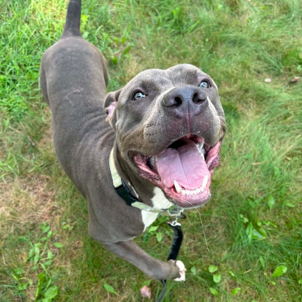 Photo of Spud, adoptable Mixed Breed (Large) in West Olive, Michigan