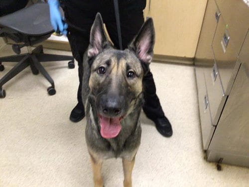Photo of Bella, adoptable Belgian Shepherd Malinois in Riverside, California