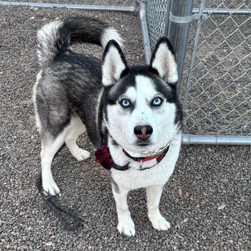 Photo of Kitty, adoptable Husky in Phoenix, Arizona
