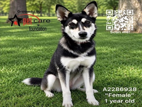 Photo of Annie, adoptable Siberian Husky in Los Angeles, California