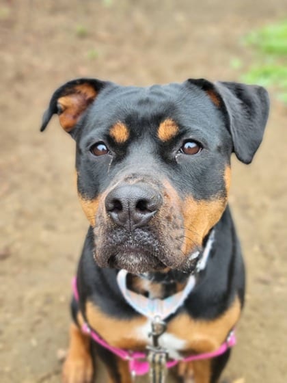 Photo of Lainey, adoptable Rottweiler/Mix in Annapolis, Maryland