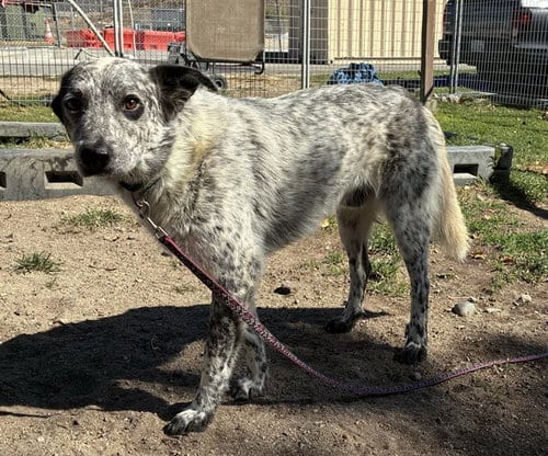 Photo of Wayne, adoptable Australian Cattle Dog/Blue Heeler in San Bernardino, California