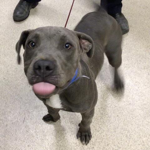 Photo of Bart Simpson, adoptable Pit Bull Terrier in Riverside, California