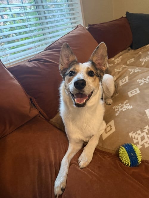 Photo of Nova, adoptable Australian Shepherd in Peralta, New Mexico