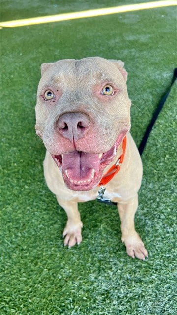 Photo of King, adoptable Pit Bull Terrier in Miami, Florida