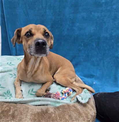 Photo of Scrappy, adoptable Black Mouth Cur in Killeen, Texas
