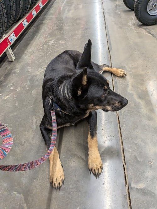 Photo of Sapphire, adoptable Australian Kelpie in garner, North Carolina