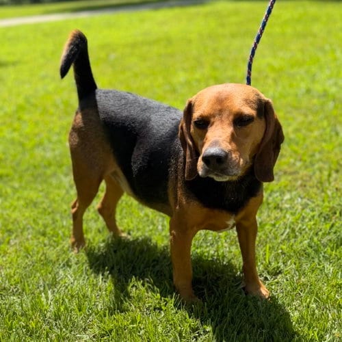 Photo of Ace, adoptable Beagle in Yardley, Pennsylvania