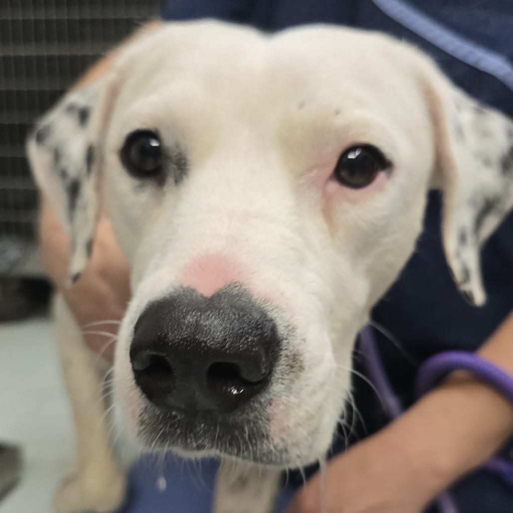 Photo of Powder, adoptable Terrier / Mix