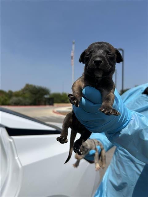 Photo of Peanut, adoptable American Staffordshire Terrier in San Antonio, Texas