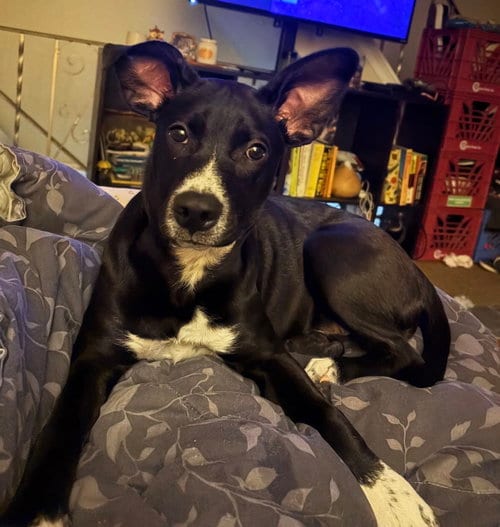 Photo of Juno (NY-Lia), adoptable Terrier in SHERBURNE, New York