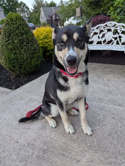 Photo of Koda, adoptable Shepherd in Baltimore, Maryland