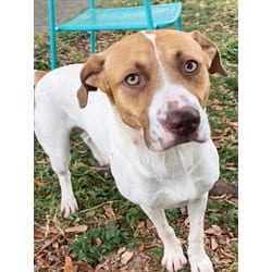 Photo of Howl Hogan, adoptable American Pit Bull Terrier in Texas City, Texas