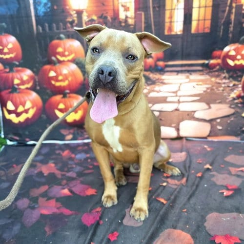 Photo of Papa John, adoptable Pit Bull Terrier in Long Beach, California