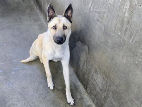 Photo of Evander, adoptable German Shepherd Dog in Van Nuys, California