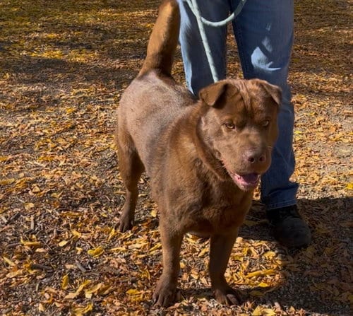 Photo of Hugo, adoptable Shar Pei in Woodland Hills, California