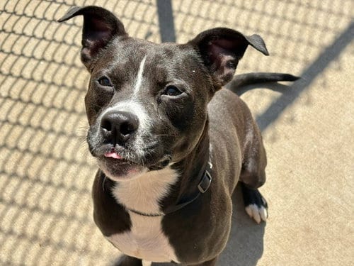 Photo of Runner, adoptable Pit Bull Terrier in Tulsa, Oklahoma