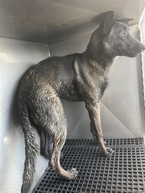 Photo of Genesis, adoptable Belgian Shepherd Malinois in Fort Myers, Florida