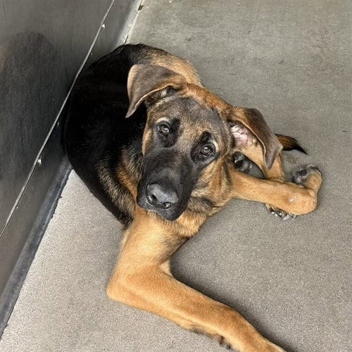 Photo of Norman, adoptable German Shepherd Dog in San Bernardino, California