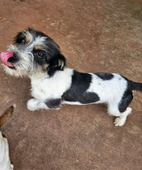 Photo of Sponsor Or, adoptable Terrier in Grafton, Wisconsin
