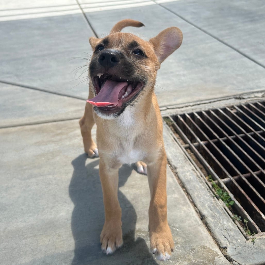Photo of Medusa, adoptable Terrier / Mixed Breed (Small) in Riverside, California