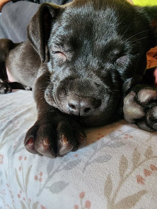 Photo of Pippa, adoptable Pit Bull Terrier in Belleville, Michigan