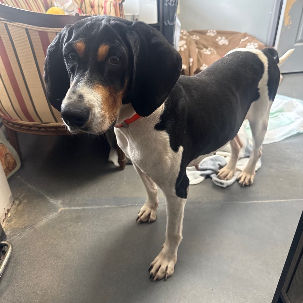 Photo of Mayci, adoptable Hound, Black and Tan Coonhound in Normal, Illinois