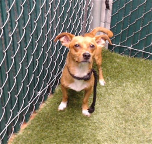 Photo of Merlot, adoptable Chihuahua in Downey, California