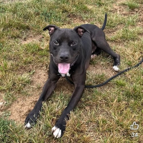 Photo of Cheeseburger, adoptable Pit Bull Terrier in Evansville, Indiana