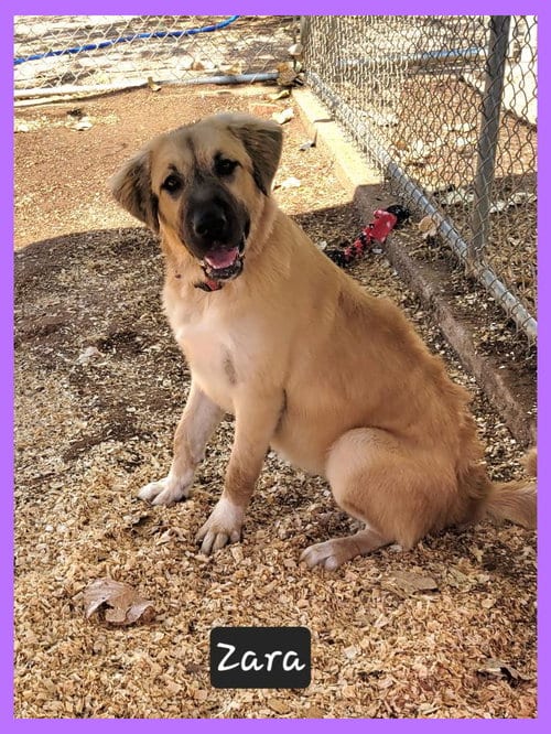 Photo of Zara, adoptable Anatolian Shepherd in Granbury, Texas