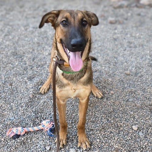 Photo of Luke, adoptable Labrador Retriever in Mesa, Arizona