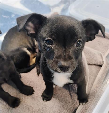 Photo of Selene, adoptable Chihuahua in San Martin, California