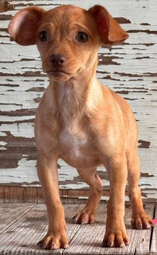 Photo of Trisha, adoptable Chihuahua in Carrollton, Texas