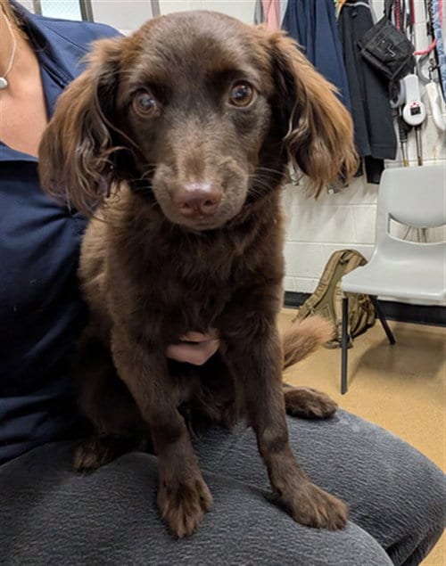 Photo of Truffle, adoptable Poodle (Toy) in St Peters, Missouri