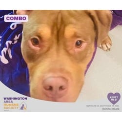 Photo of Combo, adoptable American Pit Bull Terrier in Eighty Four, Pennsylvania