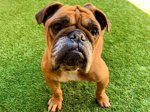 Photo of Mia, adoptable English Bulldog in Moreno Valley, California