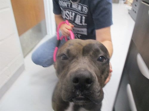 Photo of Coco, adoptable Catahoula Leopard Dog in Ocala, Florida