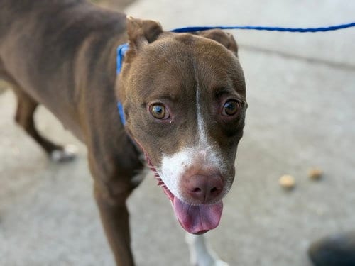 Photo of Murphy, adoptable Boxer in Tulsa, Oklahoma