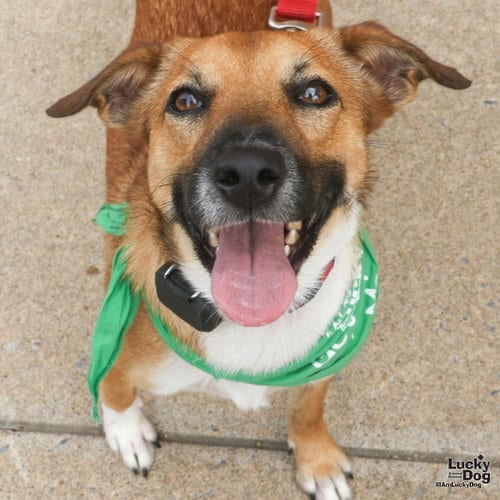 Photo of Vale, adoptable Shepherd in Washington, District of Columbia