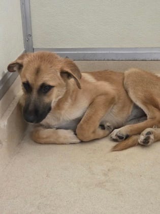 Photo of Riff Raff, adoptable Shepherd/Mix in Raeford, North Carolina