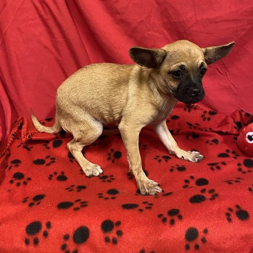 Photo of A614842, adoptable Pug in Modesto, California
