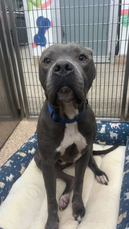 Photo of Sampson, adoptable Pit Bull Terrier in Martinsburg, West Virginia
