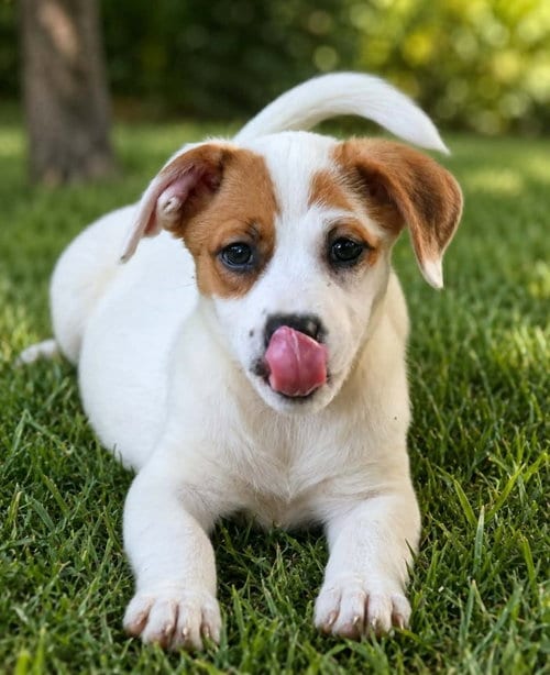 Photo of Nova - chunky cutie, adoptable Labrador Retriever in Oakhurst, New Jersey